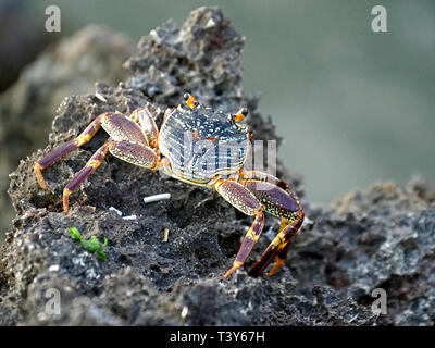 Dorsale Ansicht von Sally - Licht - Fuß oder gesprenkelt lightfoot crab (Grapsus albolineatus) Versenkung über Coral Felsen bei watamu an der Küste von Kenia, Afrika Stockfoto