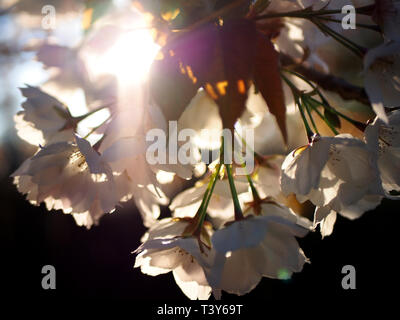 Wilde Kirsche Prunus Avium Blüte mit Hintergrundbeleuchtung, indem Sun Spring UK Stockfoto