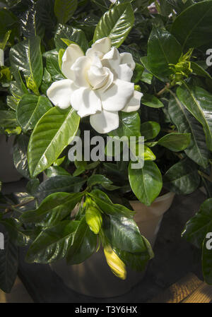 Schöne weiße gardenia Blume Nahaufnahme. Spring Garden Serie, Mallorca, Balearen, Spanien. Stockfoto