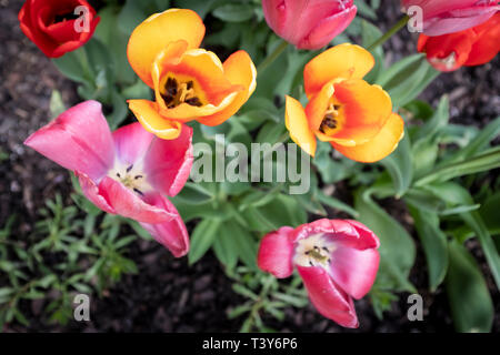 Top down Sicht der Tulpe Blumen auf R Street NW, Washington, DC. Stockfoto