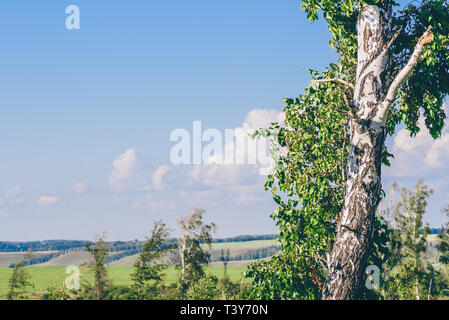 Einsame Birke mit gebrochenen Stamm und Äste auf der Wiese mit Blumen. Stockfoto