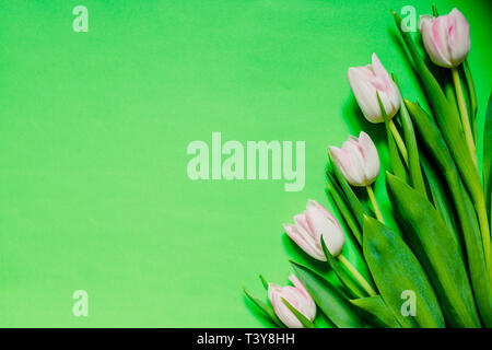 Grenze des frischen Tulpen auf grünem Hintergrund. Kopieren Sie Platz. Frühling Blumen. rosa Weiße Tulpen, Schöne Tulpe Blumen Komposition. Valentines Tag oder Mütter Stockfoto