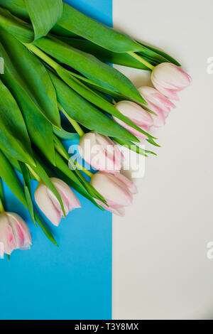 Blumen Zusammensetzung auf Farbe Hintergrund Rosa, Gelb und Blau. Ein White Tulip auf Multi-color Papier geometrischen Hintergrund. top View. Kopieren Sie Platz Stockfoto