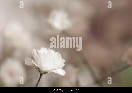 Gemeinsame gypsophila Blume, Nahaufnahme, shot, lokalen Fokus Stockfoto