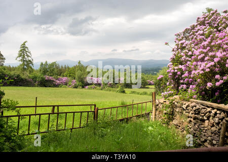 Rhododendron in der Vee Tal an der Grenze Tipperary Waterford in Irland wächst. Stockfoto