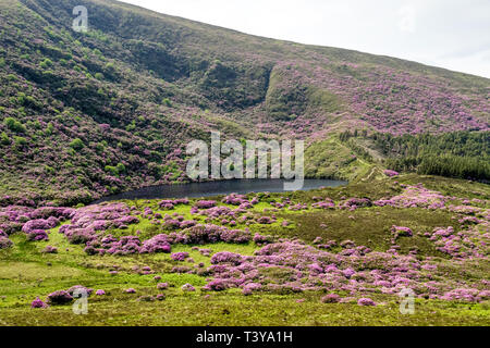 Rhododendron in der Vee Tal an der Grenze Tipperary Waterford in Irland wächst. Stockfoto