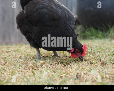 Schwarze Hennen. Schwarz Legehennen in Freilandhaltung Hof. Stockfoto