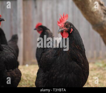 Schwarze Hennen. Schwarz Legehennen in Freilandhaltung Hof. Stockfoto