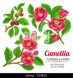 Camellia Vektor auf weißem Hintergrund Stock Vektor