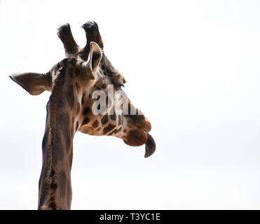 Der Kopf einer Giraffe mit seiner Zunge vor einem weißen Hintergrund Stockfoto