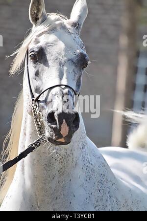 Wunderschöne ägyptische Araber bei einer Show Stockfoto