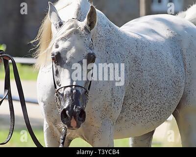 Wunderschöne ägyptische Araber bei einer Show Stockfoto