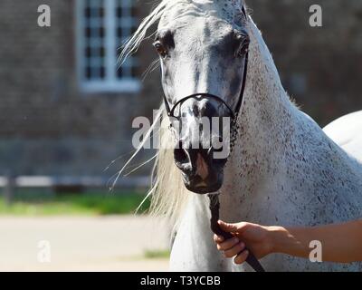 Wunderschöne ägyptische Araber bei einer Show Stockfoto