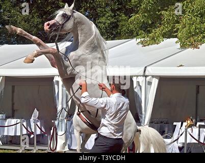 Schöne steigende ägyptische Araber bei einer Show Stockfoto