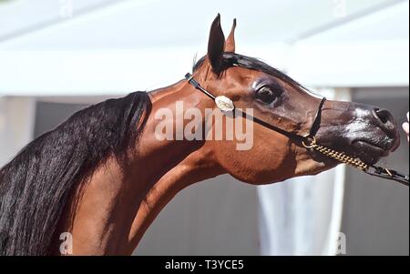 Wunderschöne ägyptische Araber bei einer Show Stockfoto