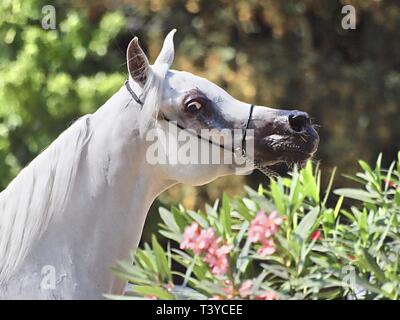 Wunderschöne ägyptische Araber bei einer Show Stockfoto