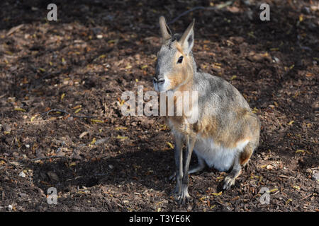 Patagonian Mara/Cavia/Hase/dillaby (Dolichotis patagonum) Stockfoto