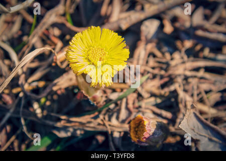Gelb spring flower Tussilago farfara auf einem verschwommenen Hintergrund. Stockfoto