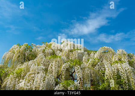 Schöne volle Blüte der weißen Glyzinien blühen Bäume Rankgitter, Blumen im Frühling sonnigen Tag an der Ashikaga Flower Park, Präfektur Tochigi. Japan Stockfoto