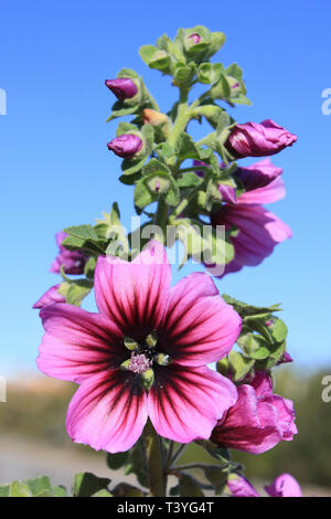 Baum Meer Malve Lavatera arborea Arborea, alias Malva Malva eriocalyx Stockfoto