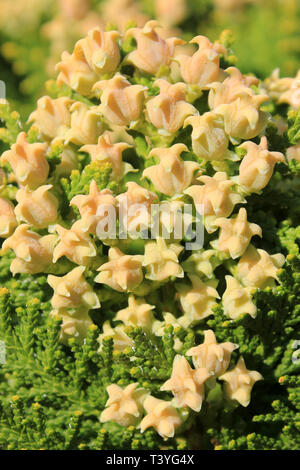 Unreifen weiblichen Zapfen der Chinesischen Thuja Platycladus orientalis Stockfoto