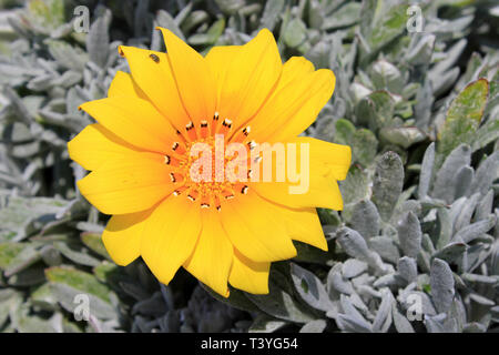 Schatz Blume Gazania rigens wächst an der Küste von Mallorca Stockfoto