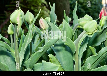 Tulipa Kupfer Bild Stockfoto