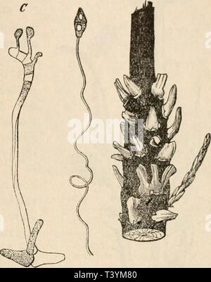 Archiv Bild ab Seite 412 von Die Pilze in morphologischer, physiologischer,. Pilze in morphologischer, physiologischer Sterben, biologischer und systematischer Beziehung diepilzeinmorpho 00 Zopf Jahr: 1890 Al) sclinitt VI. Systematik und P'ntwickclimKsj' cschichtc. 393 menten kann es keinem Zweifel unterliegen, dass der Pilz sterben eine Lehrwerk Waden Kntwickelungsganges mit dem Sadebaum (Juniperus sabina), andere mit Birnbäumen durchmacht sterben. Sein Mycel. durchzieht die Zweige des Sadebaums, perennirt in denselben und bewirkt durch seine Wucherung spindelförmige Anschwellungen (Abb. 95), in welc Stockfoto