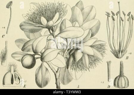 Archiv Bild ab Seite 442 von Die Pflanzenwelt von West-Australien südlich Stockfoto