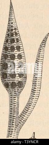 Archiv Bild ab Seite 468 von Die natürlichen Pflanzenfamilien nebst Sitemap Stockfoto