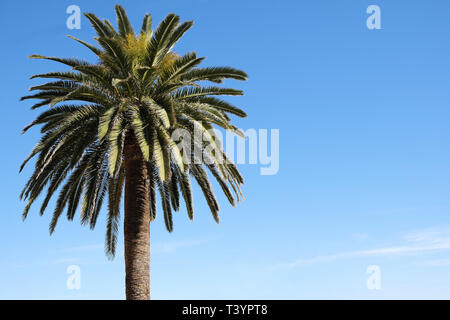 Eine Palme vor blauem Himmel isoliert Stockfoto