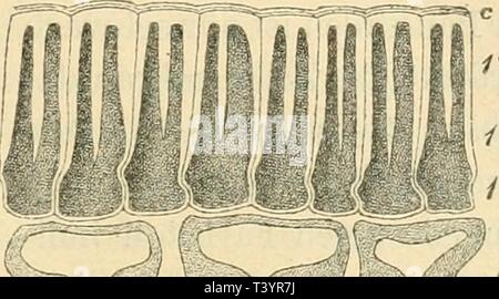 Archiv Bild ab Seite 754 von Die Rohstoffe des Pflanzenreiches; versuch Stockfoto