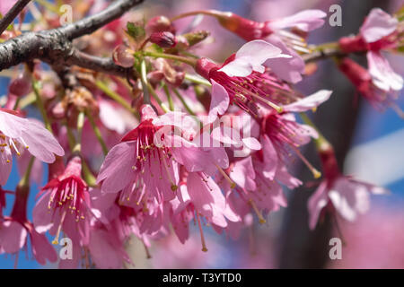 Wunderschöne rosa Blumen an einem warmen und sonnigen Frühling blühen Stockfoto