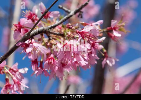 Wunderschöne rosa Blumen an einem warmen und sonnigen Frühling blühen Stockfoto