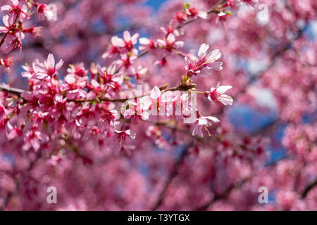 Wunderschöne rosa Blumen an einem warmen und sonnigen Frühling blühen Stockfoto