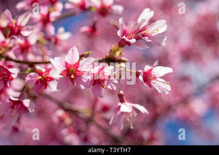 Wunderschöne rosa Blumen an einem warmen und sonnigen Frühling blühen Stockfoto