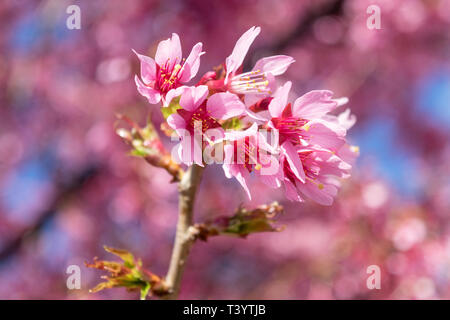 Wunderschöne rosa Blumen an einem warmen und sonnigen Frühling blühen Stockfoto