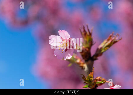 Wunderschöne rosa Blumen an einem warmen und sonnigen Frühling blühen Stockfoto