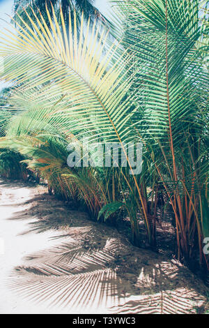 Natürlichen Hintergrund von Palm Tree pattren Stockfoto