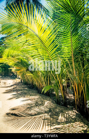 Natürlichen Hintergrund von Palm Tree pattren Stockfoto