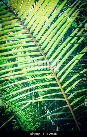 Natürlichen Hintergrund von Palm Tree pattren Stockfoto