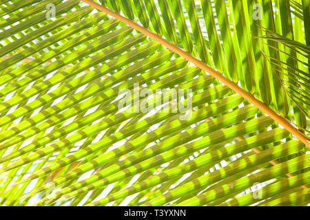 Natürlichen Hintergrund von Palm Tree pattren Stockfoto