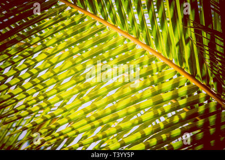 Natürlichen Hintergrund von Palm Tree pattren Stockfoto