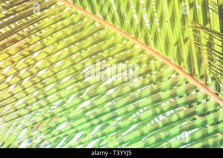 Natürlichen Hintergrund von Palm Tree pattren Stockfoto