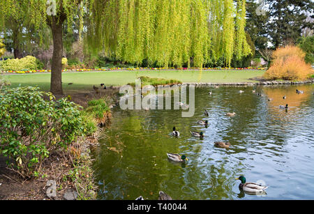 Teich mit Enten an Beaon Hill Park in Victoria, BC, Kanada im Frühjahr. Stockfoto