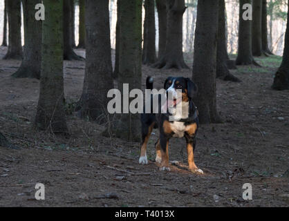 Entlebucher Sennenhund oder Entlebucher Sennenhund im Fichtenwald Stockfoto