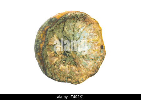 Verschimmelte Zitronen, isoliert, Nahaufnahme, Makro. Morsche alte ungenießbare Zitrone Obst im Kühlschrank vergessen. Stockfoto