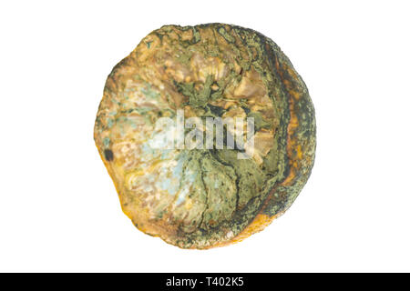 Verschimmelte Zitronen, isoliert, Nahaufnahme, Makro. Morsche alte ungenießbare Zitrone Obst im Kühlschrank vergessen. Stockfoto