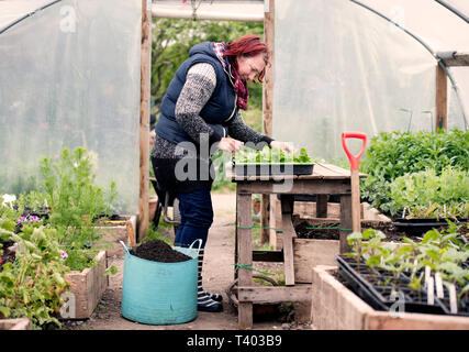 Ein Gärtner in einem Poly tunnel im Golden Hill Community Garden in Bristol UK Stockfoto