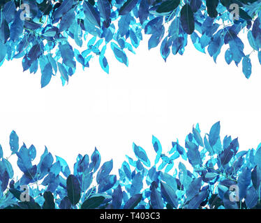 Bunte Blätter, Blau auf weißem Hintergrund Stockfoto